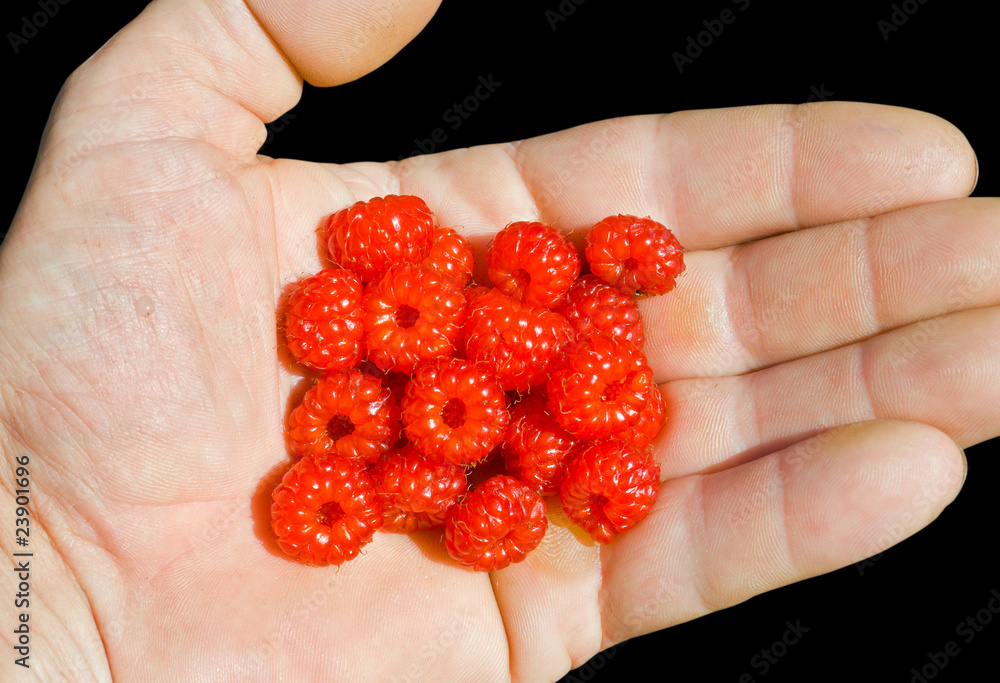 Handful of wild raspberry 4 Handful of wild raspberry 4