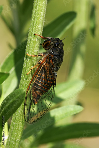 Bild auf Leinwand Cicada
