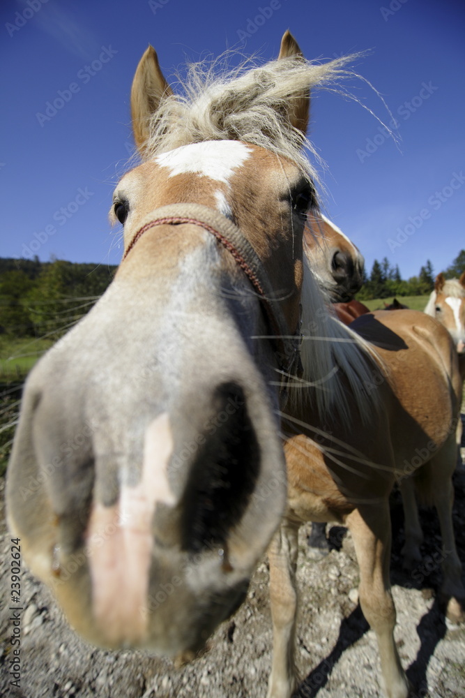 Obraz premium Pferdenase
