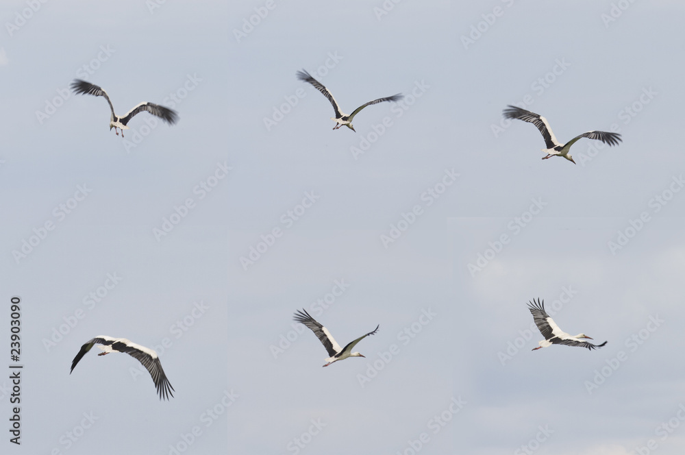 weißstorch flugstudie weißstorch flugstudie