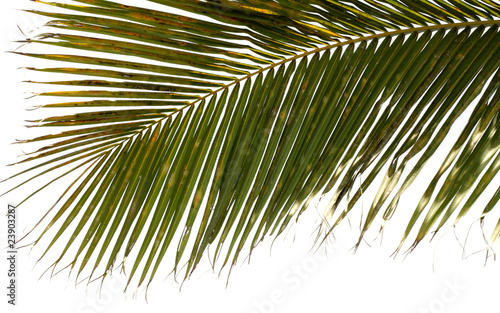 palme cocotier, fond blanc