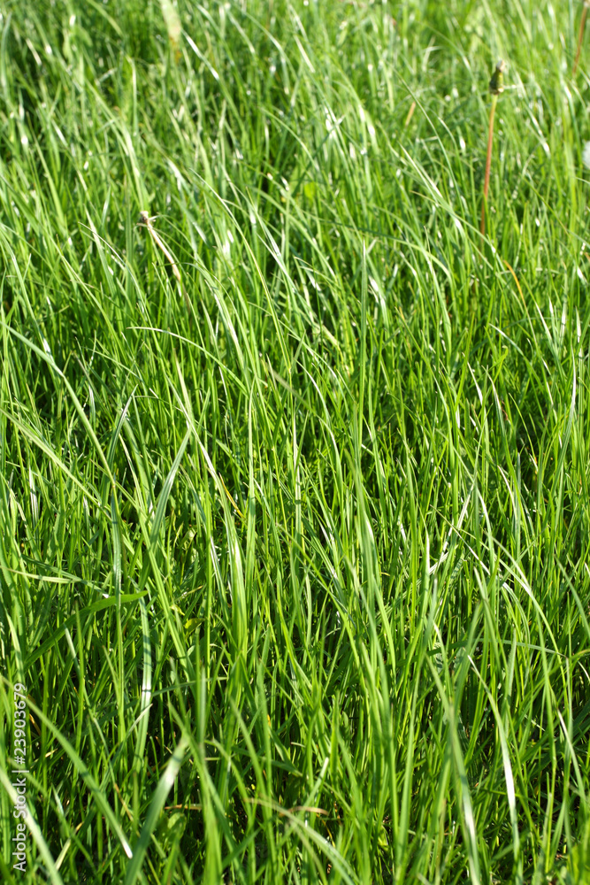 Grass texture Grass texture