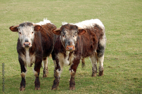 Muddy Cows
