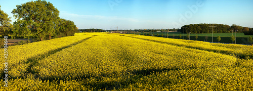 Rapeseed field panorama