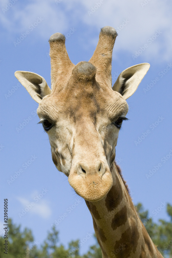 Obraz premium Giraffe Portrait