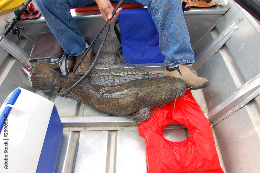 Jaw Dropping The Biggest Ohio Shovelhead Catfish You Ll Ever See - hffzxcz