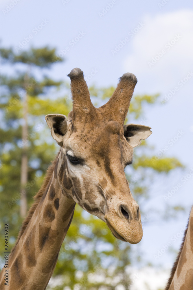 Obraz premium Giraffe Portrait