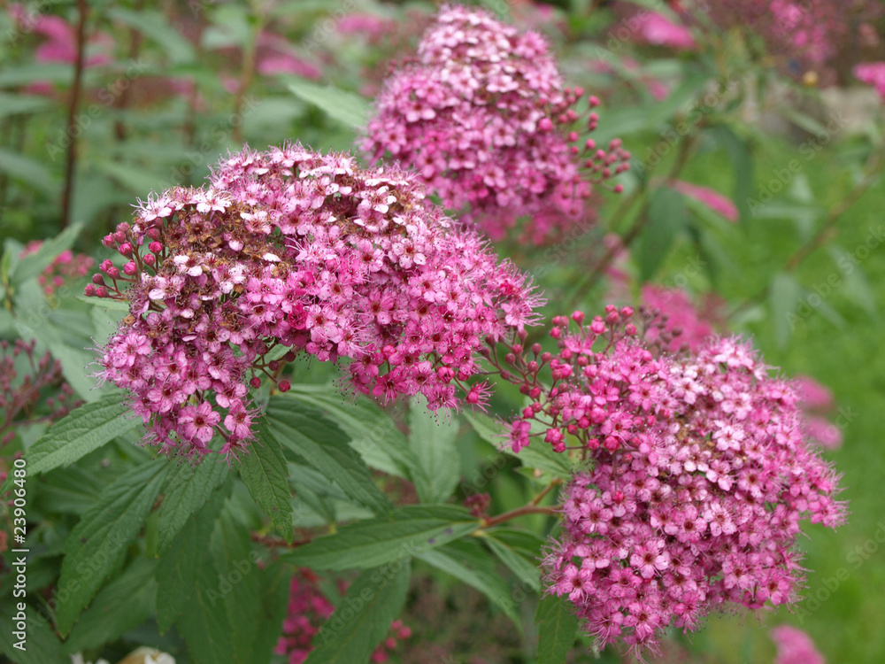 Little Princess - Spiraea japanica Little Princess - Spiraea japanica