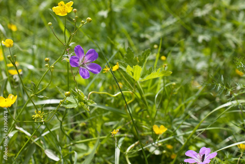 Wood Cranesbill Woodland Geranium