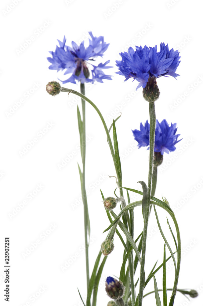 blue cornflower on white background blue cornflower on white background