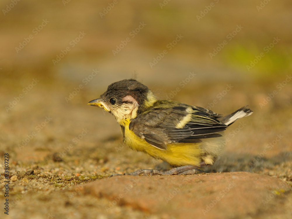 Naklejka premium Junge Kohlmeise