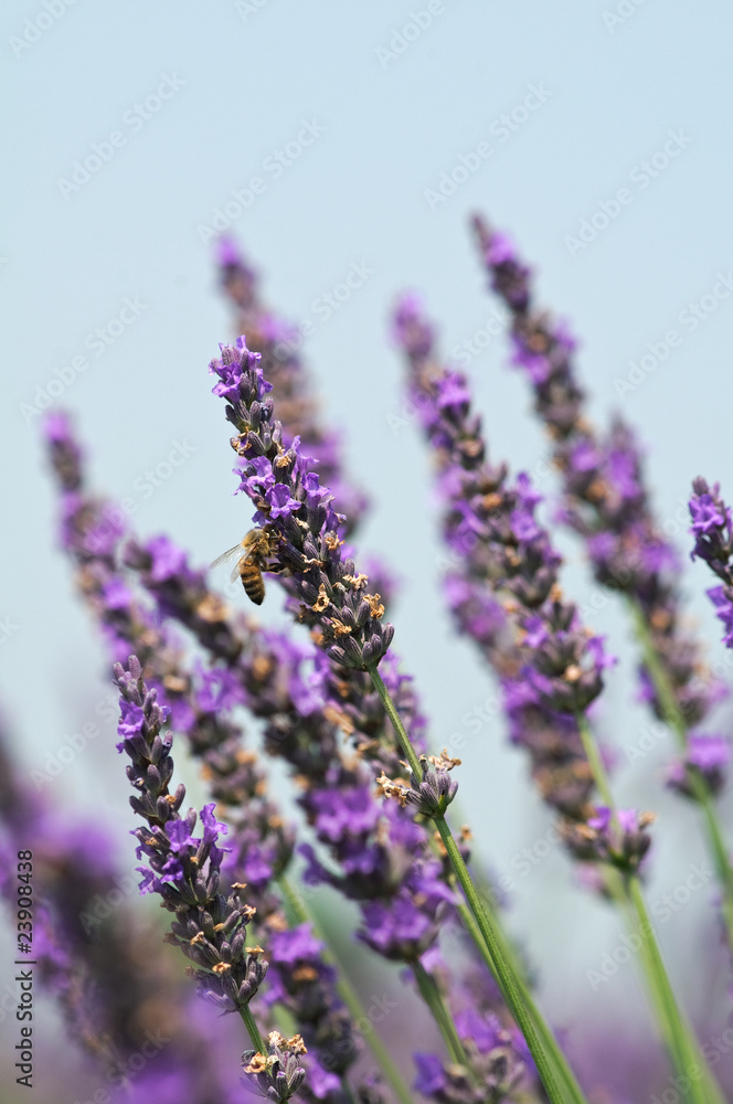 Obraz premium Lavanda con ape