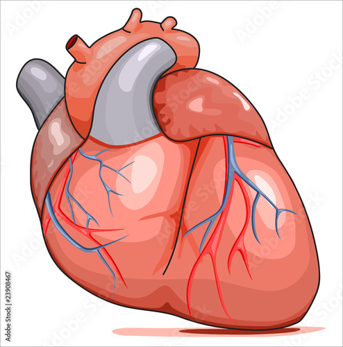 Human Heart