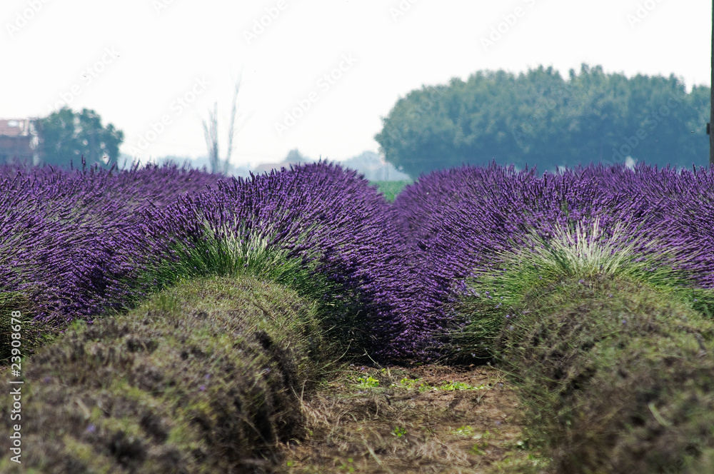 Obraz premium Campo di lavanda