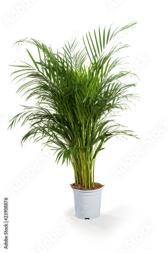 Photos areca plante verte