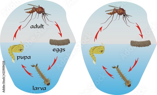 mosquito life cycle
