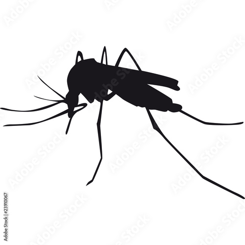 zanzara tigre photo