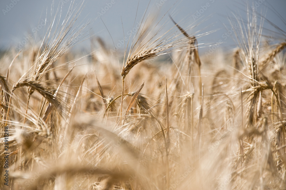 Fototapeta premium champ de blé