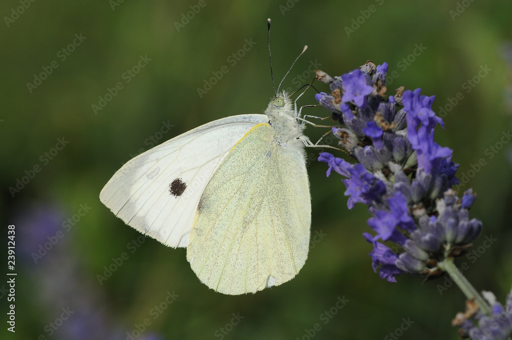 Naklejka premium Lavander and butterfly