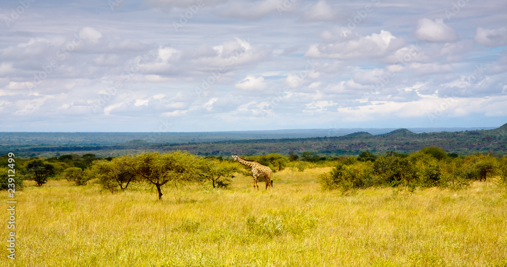 Giraffe mitten in Afrika