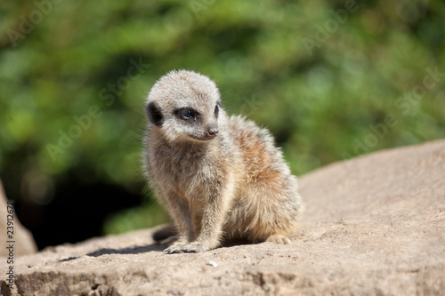 Young meerkat (suricate) on rock © jamenpercy