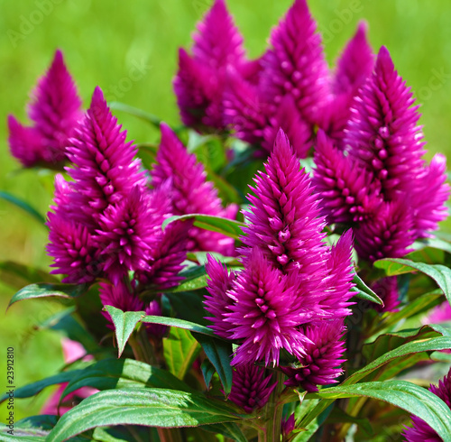 cresta di gallo - Celosia caracas - Amaranthaceae