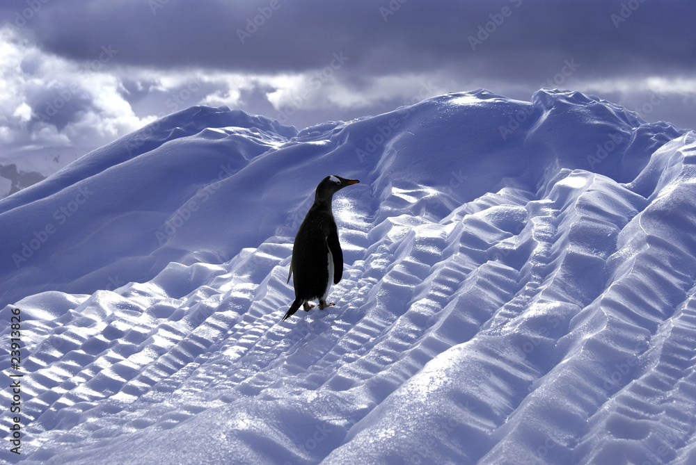 Obraz premium Penguin on Ice