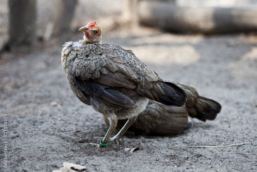 Obraz premium Gallina Faraona