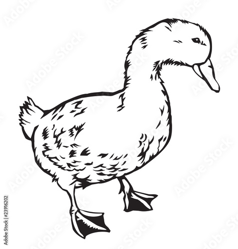 duck