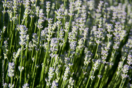 Lavendel