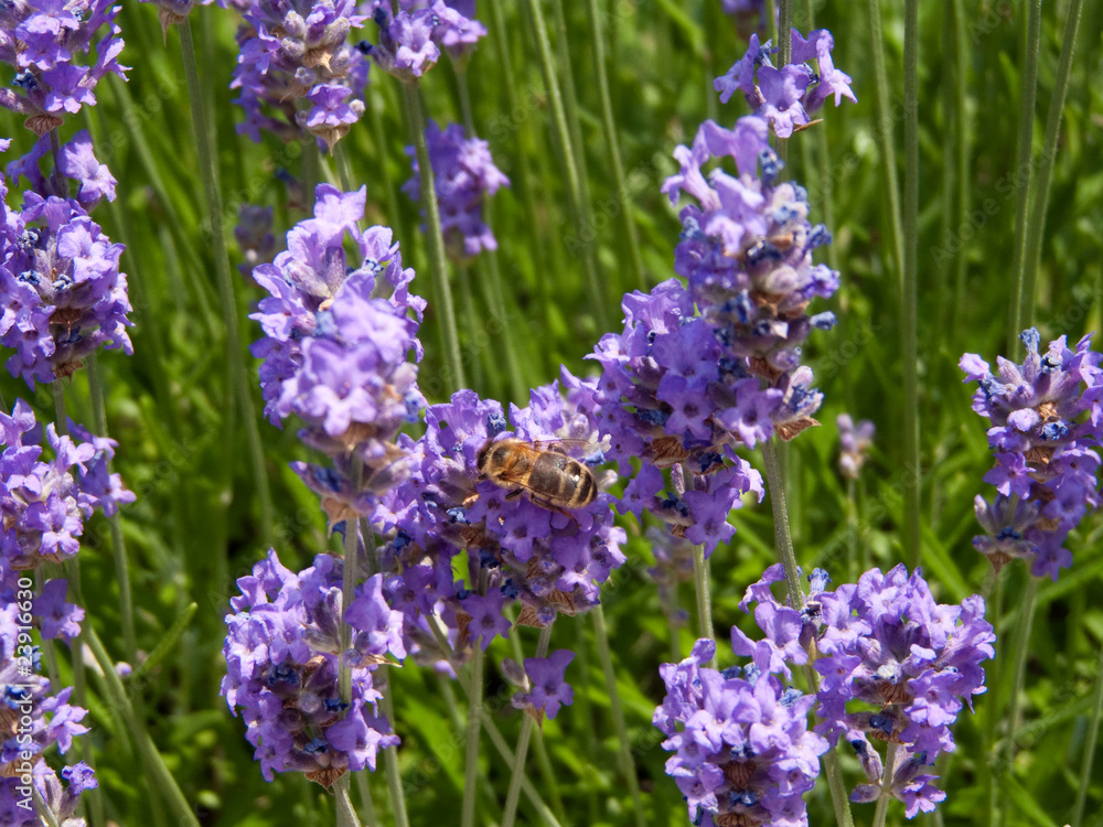 Obraz premium butineuses