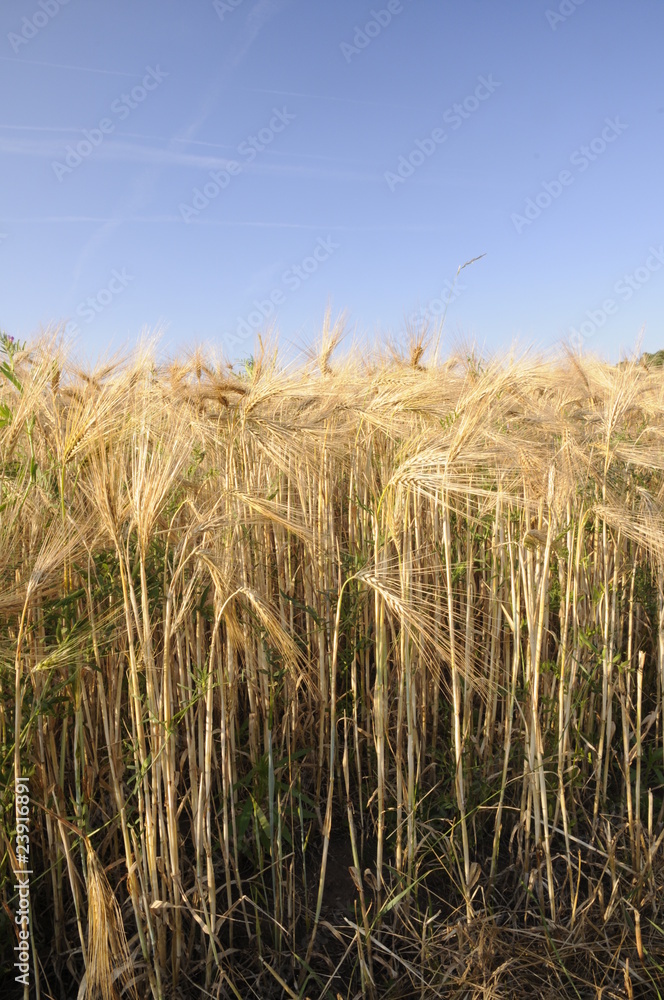 Fototapeta premium Gerstenfeld