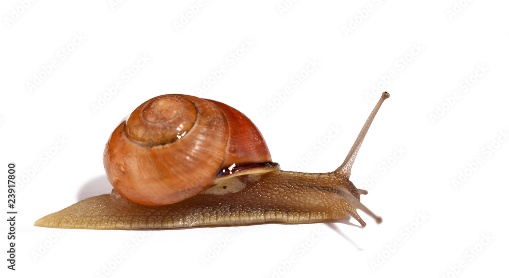 slug
