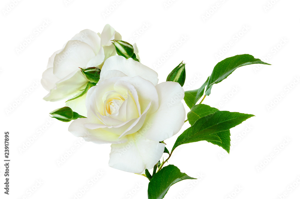Fototapeta premium Rosen 113