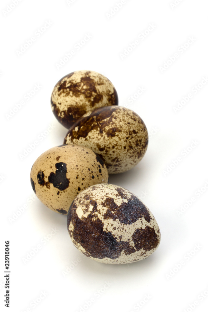 quail eggs quail eggs