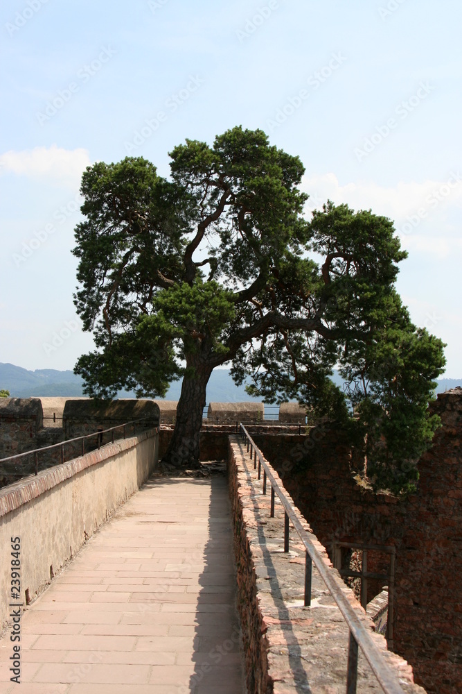 Baum auf Schloss Auerbach