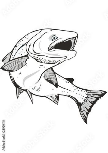 king salmon fish
