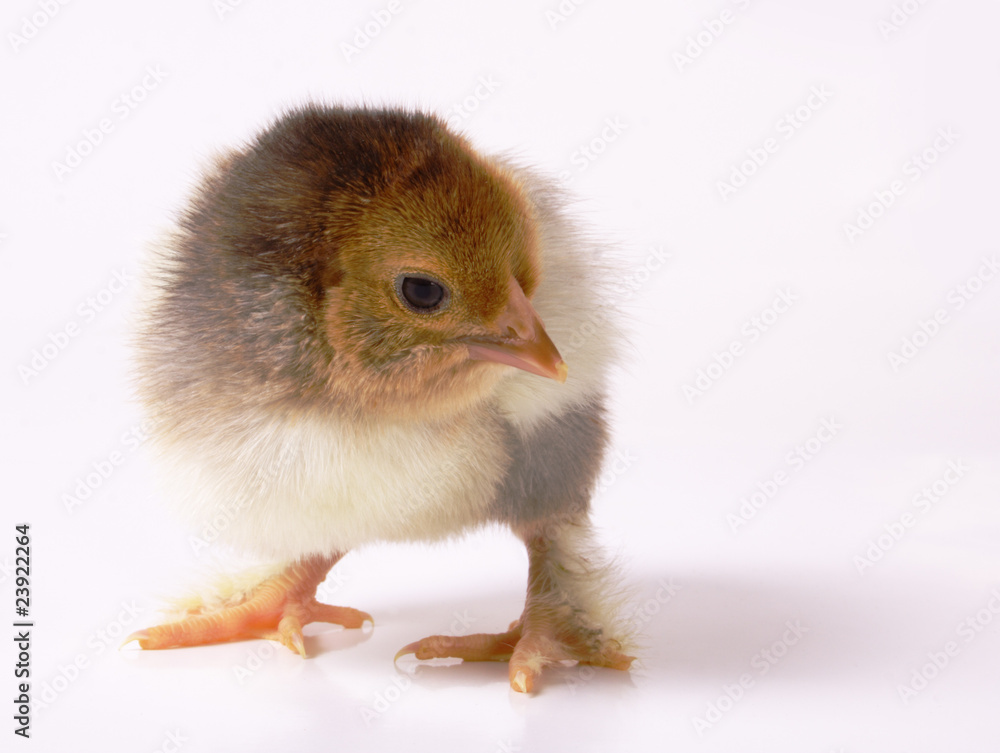Obraz premium chicken