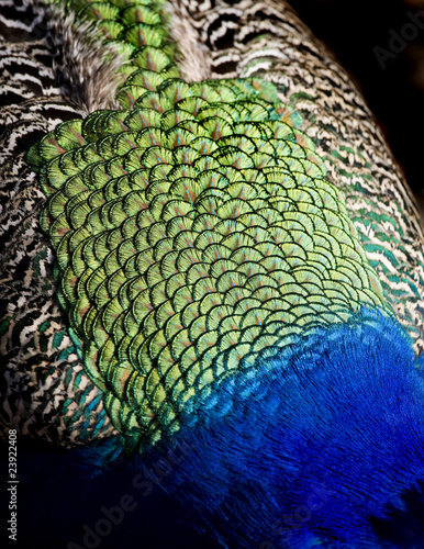 Fototapeta Naklejka Na Ścianę i Meble -  peacock feathers