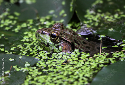 Obraz na plátně Floating Bullfrog