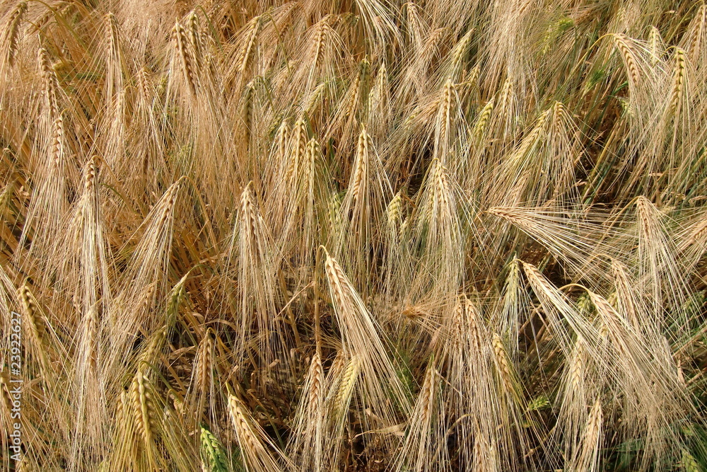 Fototapeta premium Erntereife Gerste