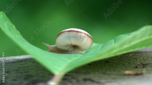 Snail crawled slowly on the leaf-hd-pal