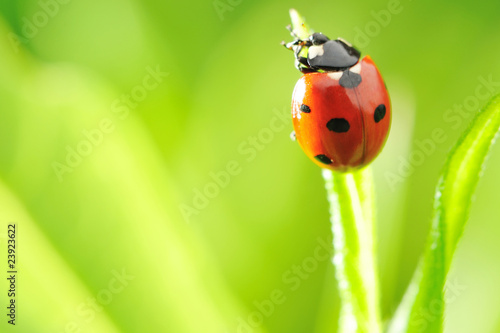 Ladybug