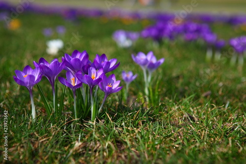 Blühender Krokus im Frühjahr