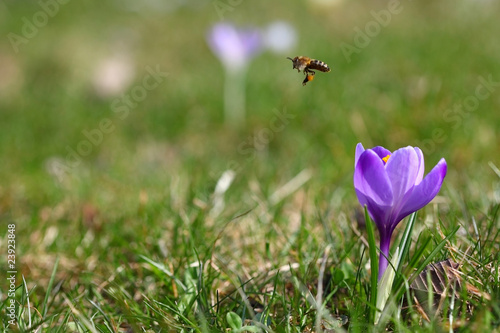 Biene und Krokusblüte im Frühling
