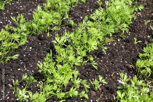sprouts carrots