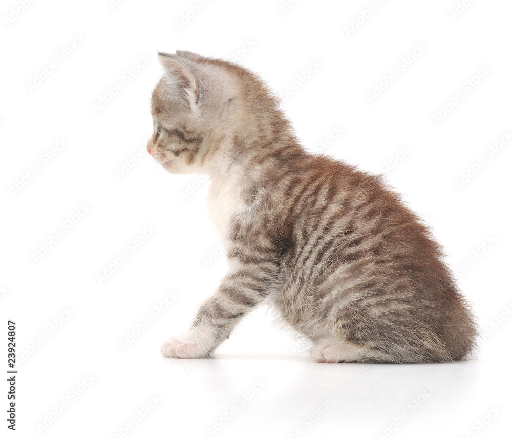 Kitten on a white background