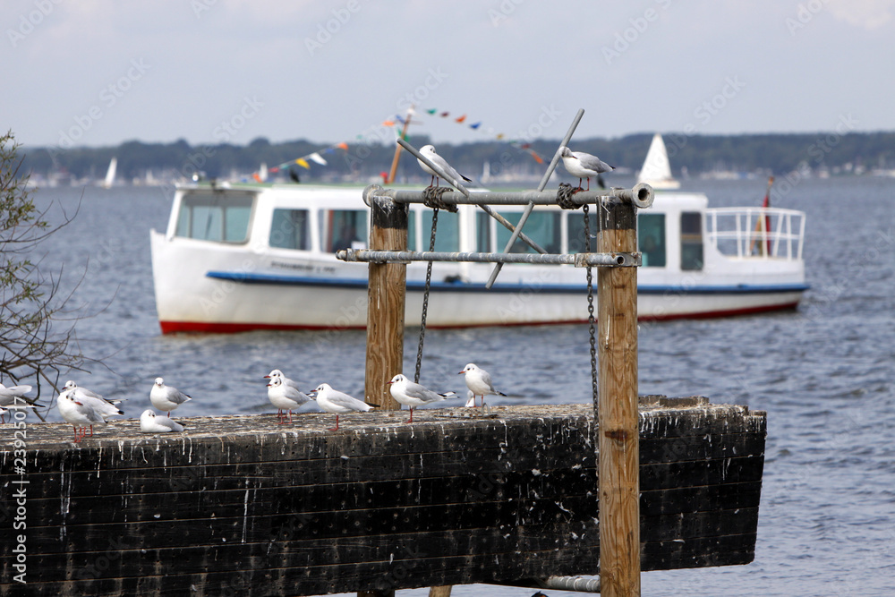 Fototapeta premium Möwen am Steinhuder Meer