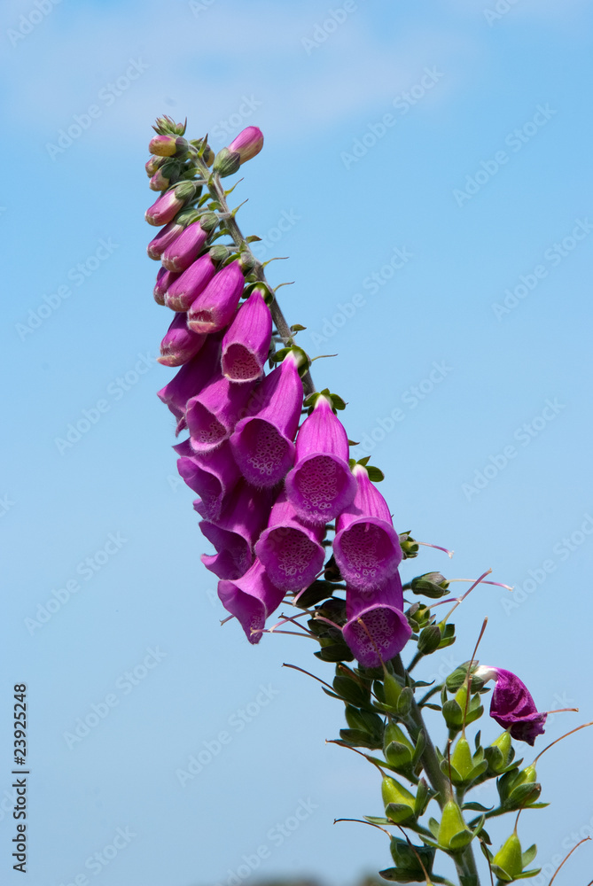 fleur sauvage Stock Photo Adobe Stock