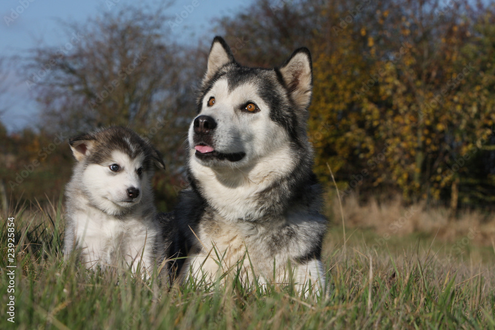 chiot alaskan malamute regardant sa mère chiot alaskan malamute regardant sa mère